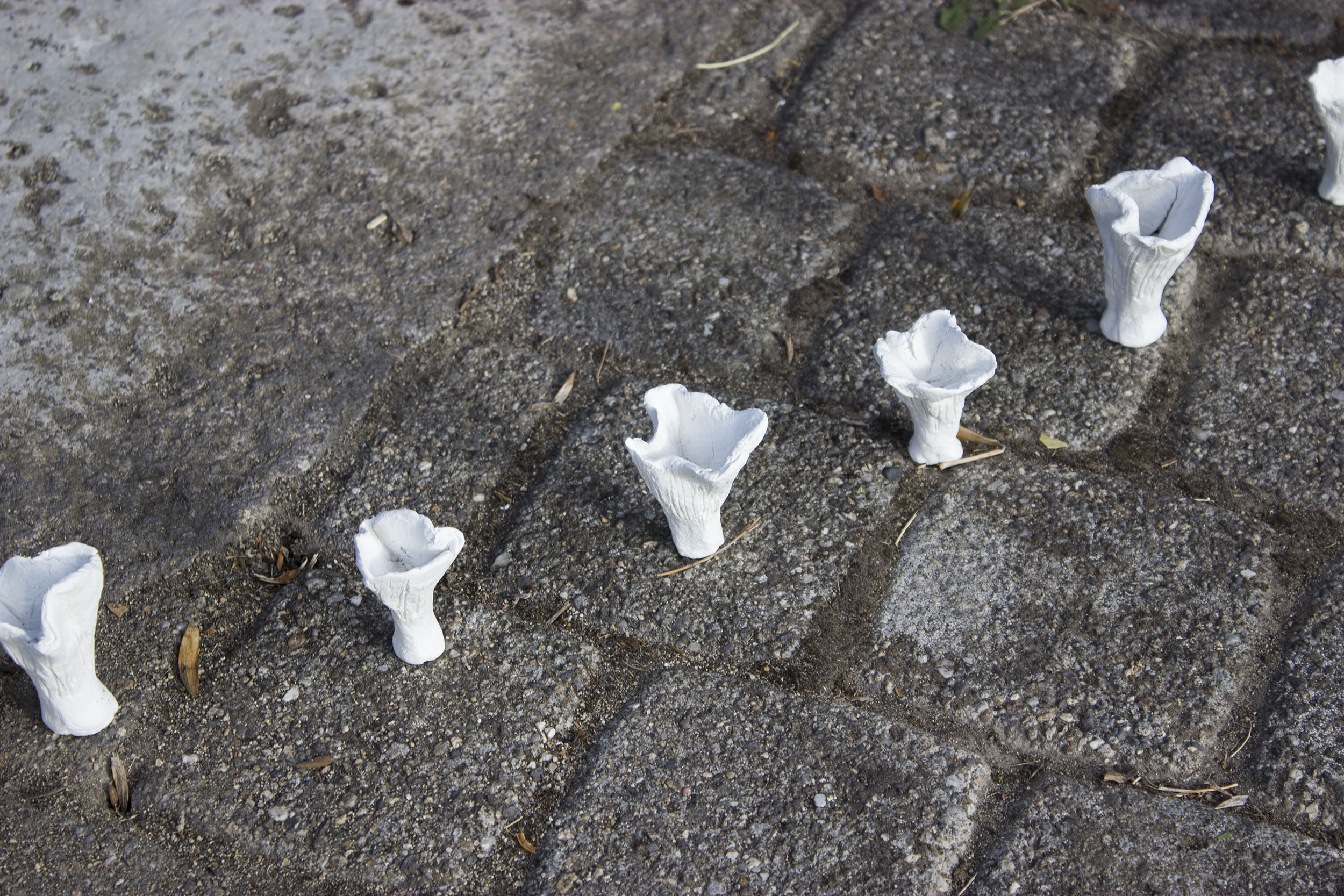 Gros plan sur le cercle de chanterelles blanches posées au sol.